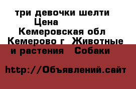 три девочки шелти › Цена ­ 25 000 - Кемеровская обл., Кемерово г. Животные и растения » Собаки   